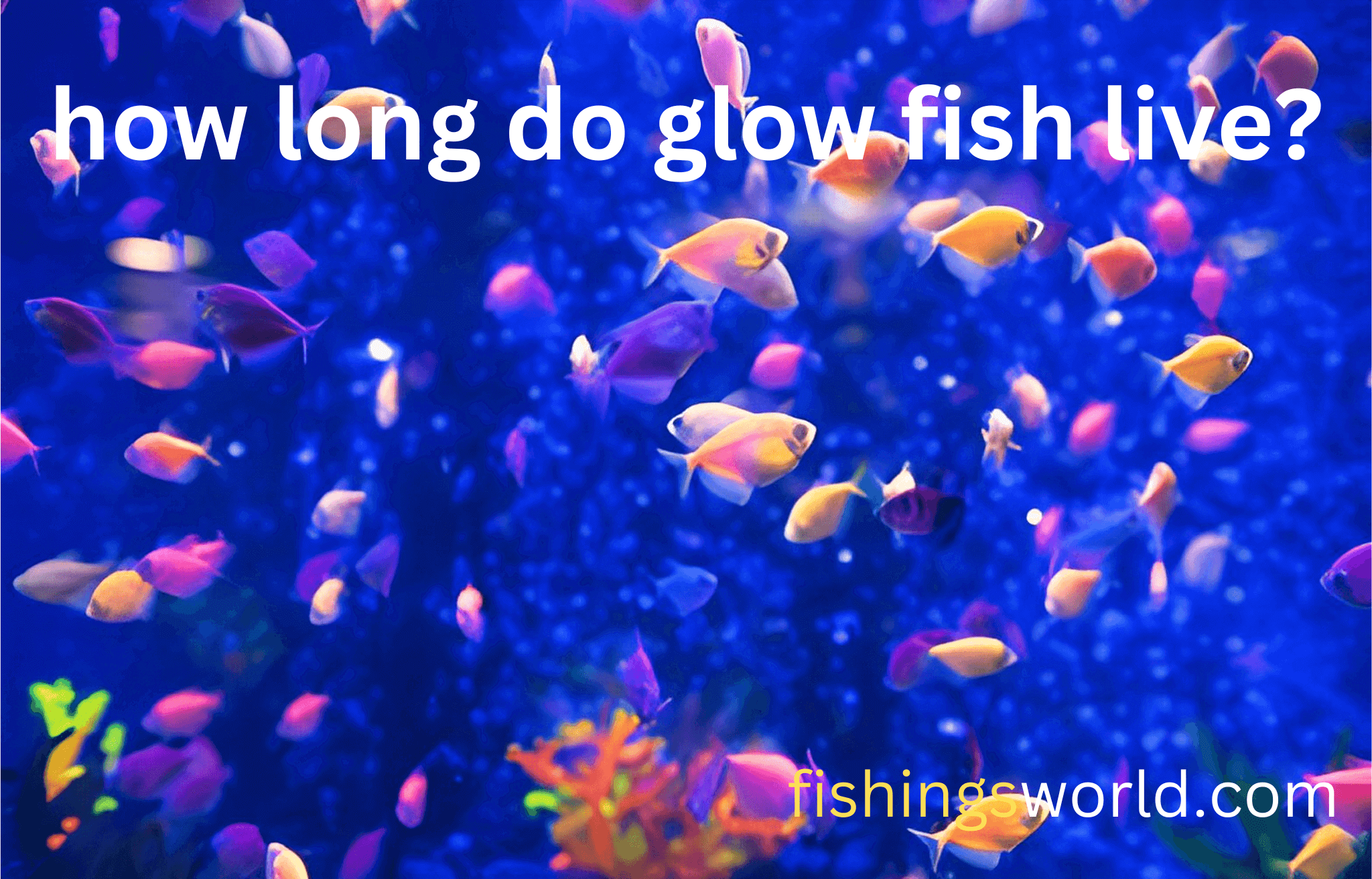 How Long Do Glow Fish Live:A Comprehensive Guide