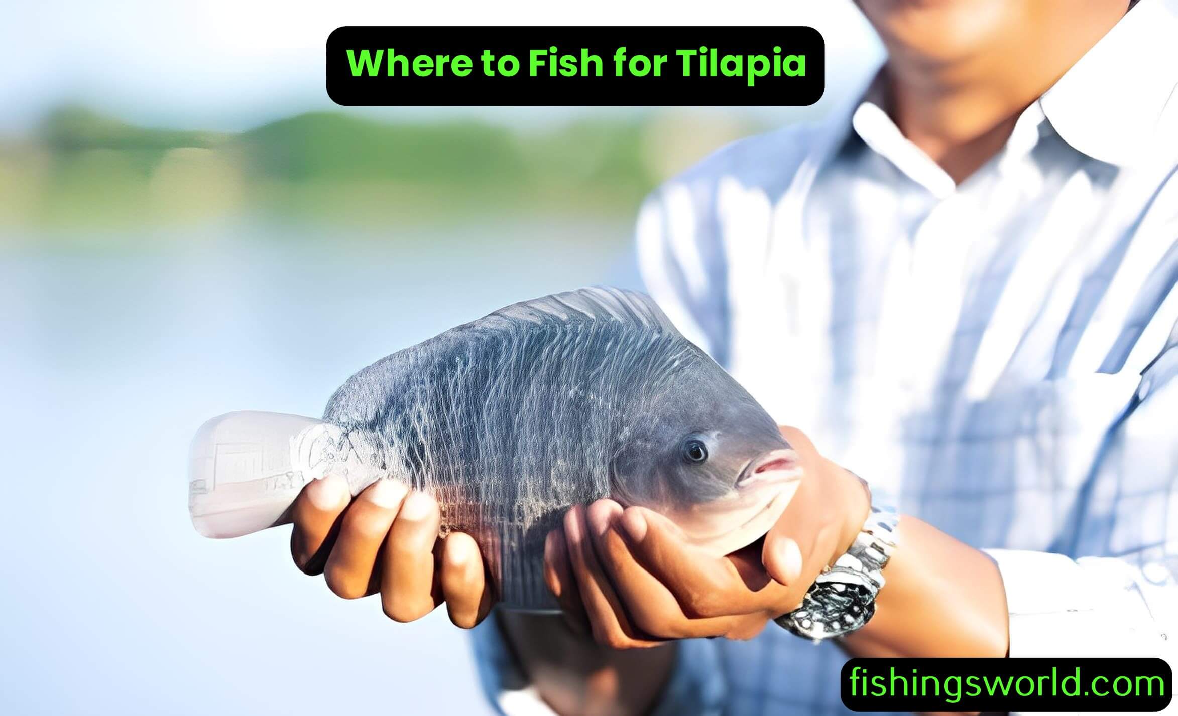 Where to Fish for Tilapia